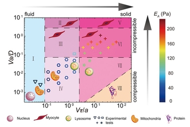 A phase diagram of living mammalian cytoplasm, developed by MIT researchers, describes the type of material an organelle feels as it moves through cytoplasm, given its size and speed. 