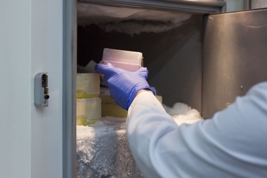 “The Freezer Challenge not only encouraged our lab to perform freezer maintenance and inventorying, but also provoked a collaborative effort with neighboring labs that resulted in the adoption of new freezer management practices within our building,” says MIT research technician Keven Dooley.