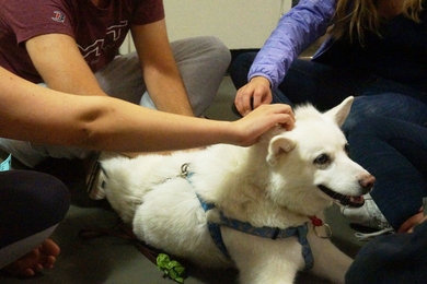 Baker residents enjoy time with one of the furry stress therapists of the MIT Puppy Lab during a recent MindHandHeart-sponsored study break.