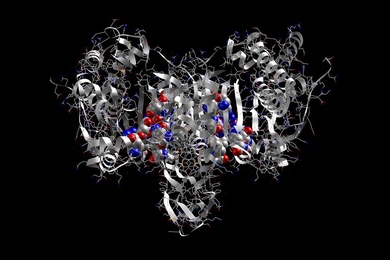 MIT researchers have discovered that enzymes performing the same function in yeast and bacteria may have different structures, but are present in the same relative amounts within each type of cell.