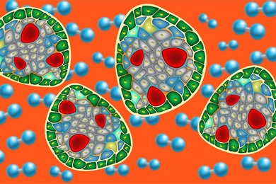 Illustration showing pancreatic islets and oxygen molecules.