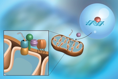 MIT biologists have discovered the first cellular response targeted at helping mitochondria when their protein import goes wrong.