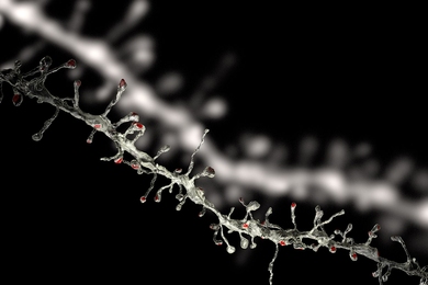 The image of a dendrite and its spines was reconstructed with electron microscopy (foreground) after it was imaged with two-photon microscopy in an intact brain (background).