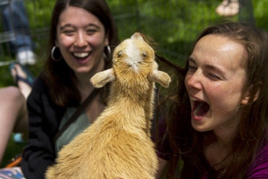 MIT Day of Play petting zoo