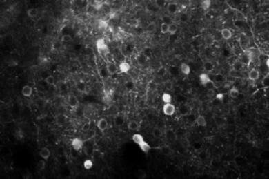 PPC neurons, engineered to glow when active, flicker in response to a mouse seeing a visual stimulus and deciding whether to respond with a licking motion.