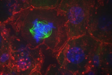 Research reveals that the external environment of epithelial cells influences the fidelity of chromosome segregation. Hepatocytes proliferating in regenerating livers, such as the mitotic cell shown here with a mitotic spindle (green) capturing chromosomes (blue), are able to accurately segregate chromosomes, whereas hepatocytes dividing in culture have high levels of chromosome missegregation.