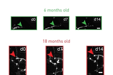 Tracking the growth of neuron arbors under the microscope over two weeks, researchers typically saw growth beyond the arrow marker in 6-month-old mice (green), but none beyond the marker in 18-month old mice (red).