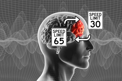 Neural representations of task rules are maintained in the prefrontal cortex, the part of the brain responsible for planning action.