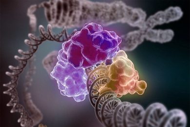 An enzyme encircles the double helix to repair a broken strand of DNA. 