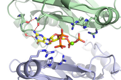 An MIT team has discovered that the small molecule ppGpp (red) binds to the PurF enzyme (subunits shown in green and purple).