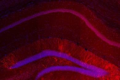 Red staining indicates expression of Kir2.1 potassium ion channels in dentate gyrus engram cells in the hippocampus of the brain.