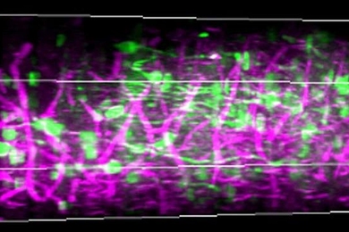 A 3-D rendering of mouse visual cortex stretching from the surface at left to the subplate on the right. The green color represents calcium signals of neural activity and magenta represents blood vessels and myelin fibers in the white matter.