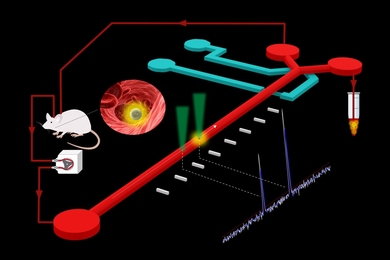 MIT researchers’ new platform detects and extracts rare circulating tumor cells from live mouse models using a combination of laser excitation and a microfluidic chip. 