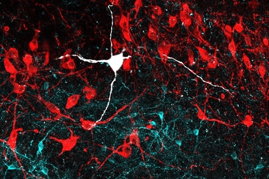 This confocal microscopy image of the locus coeruleus region of the mouse brain displays noradrenergic neurons in red and GABAergic neurons in cyan. A noradrenergic neuron recorded in the study is highlighted in white.