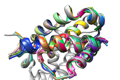 The binding interface between a peptide and its Bcl-2 protein target is composed of common structural motifs known as TERMs.