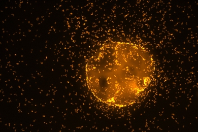 Microscopic particles were immersed in natural seawater and examined underneath the microscope in order to observe the colonization dynamics of bacteria using genome sequencing.