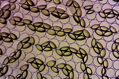 Janus emulsion droplets are captured in the process of changing form in response to the presence of contamination by a food pathogen in a lab setting. The emulsions can be viewed by the naked eye and, with the aid of a handheld sensor currently in development, can quantify the presence and amount of bacterial contamination in food.