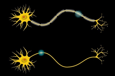 In the neuron, a protective covering called myelin (grey) insulates the axon and increases the speed of electrical communication along the length of the neuron.