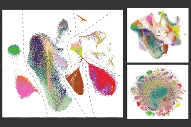 A new algorithm developed by MIT researchers takes cues from panoramic photography to merge massive, diverse cell datasets into a single source that can be used for medical and biological studies.