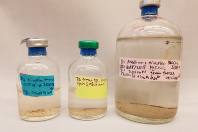 Fine grains of dolomite form on anaerobic microbial mats under various environmental conditions.