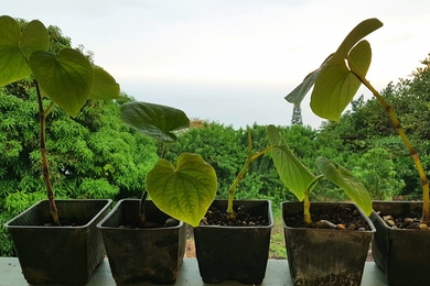 Kava plants