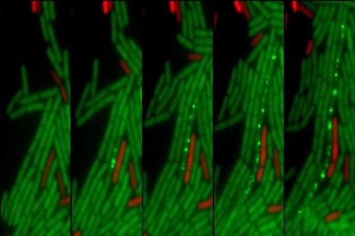 The Grossman lab studies the mobile genetic element ICEBs1, which is shown here being transferred from red donor cells to green recipient cells that display fluorescent dots after transfer.