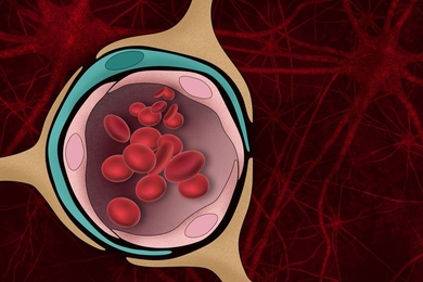The blood-brain barrier — the normally tight border that prevents harmful molecules in the bloodstream from entering the brain — can be damaged by the protein aggregates that form in the brains of Alzheimer’s patients.