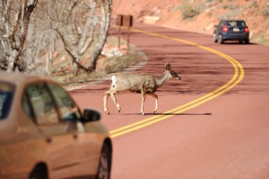 Researchers are examining how quickly drivers can detect and correctly respond to road hazards, to improve safety of “semiautonomous” cars.
