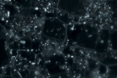 A microscopic image of mixed bacteria from environmental samples. MIT researchers have developed a gene flow measurement that defines ecologically important populations of microbes.