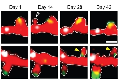 Images from two-photon microscopy track the comings and goings of dendritic spines (key infrastructure for neural connections called synapses) in a mouse brain. Top row: A spine present on day 14 is gone by two weeks later. Bottom row: A spine emerges around day 28 and sticks around.