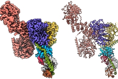 Structure of the Raptor (pink protein) - Rag (purple and yellow proteins) - Ragulator (green, blue, red, white, and brown proteins) protein complex