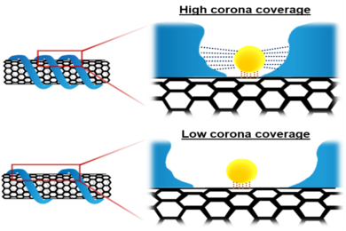 Schematic illustration of probe adsorption influenced by an attractive interaction within the corona