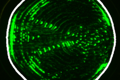 Patterns of suspended 1-micrometer polystyrene particles in channel shapes are given by a new AI platform (interior boundary highlighted in white). An applied surface acoustic wave propagates from left to right. 