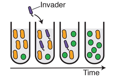 MIT physicists have shown that introducing a transient invader (purple) into a population of bacteria can provoke the system to switch from one stable state (in which the yellow bacteria are dominant) to an alternative stable state, in which green becomes dominant.