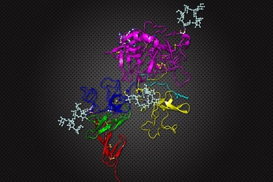 Researchers from MIT and the University of Colorado at Denver propose using a protein called tissue plasminogen activator, whose structure is shown here, to treat Covid-19 patients in acute respiratory distress.