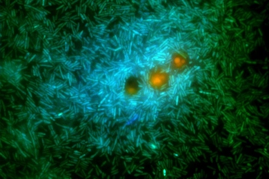 A glimpse into the microscale world in the ocean: marine bacteria (green and cyan) feed on nutrients exuding from a genetically modified phytoplankton (orange). These bacteria release a substance called DMS that contributes to cloud formation.