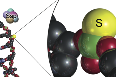 By replacing oxygen with sulfur in the DNA backbone to make a phosphorothioate modification, bacteria protect their DNA from invading viruses without changing the genetic code in the DNA.