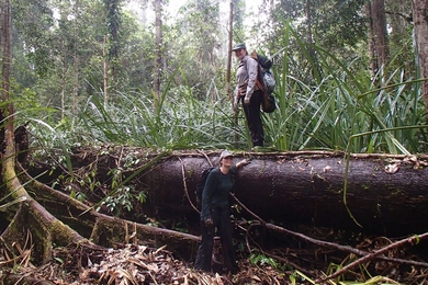 In this photo, Alison Hoyt stands on top of a log during a research trip in a peat swamp forest in Borneo. Tropical peatlands are permanently flooded forest lands, where the debris of fallen leaves and branches is preserved by the wet environment and continues to accumulate for centuries, rather than continually decomposing as it does in dryland forests.