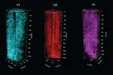 Image of three columns made up of blood vessels and myelin, colored cyan, red, and magenta (left to right)