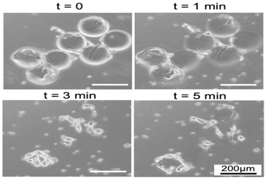 Grid of four photomicrographs showing gelatin-based microcarriers dissolving over time