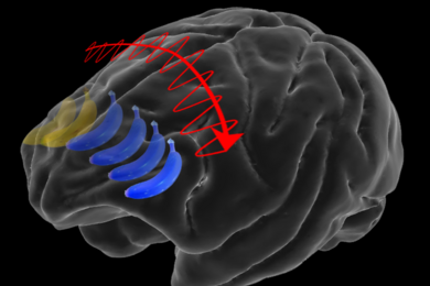 Illustration of a banana crossing from one side of a translucent brain model to the other, following an arrow that is wrapped in a wavy line