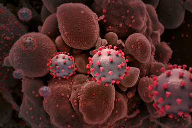 Realistic illustration of a magnified cluster of cells embedded with coronavirus particles