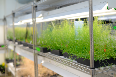 A row of Arabidopsis plants on a shelf under a fluorescent light