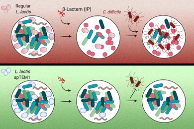 Scientists track evolution of microbes on the skin's surface, MIT News