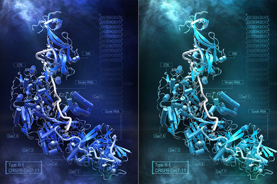 Artistic representation of Cas 7-11S enzyme resembles a tangle of ribbons, threads, and cylinders