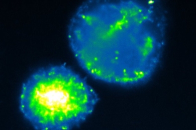 Photomicrograph of two cell clusters, one glowing mostly green and the other mostly blue, on a black background