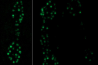 Three columns with black backgrounds show blurry green dots. They are brigther on the left (the experimental control)