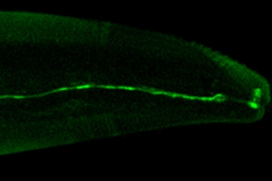 On a black background, worm cells glow a dull green. A single neuron glows much brighter and stretches from the left side of the image all the way to the right.