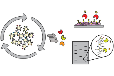 Graphic that envisions how a new biological chemistry tool is used. It features three smaller graphics that show particles of different colors presenting on the surface of cells.