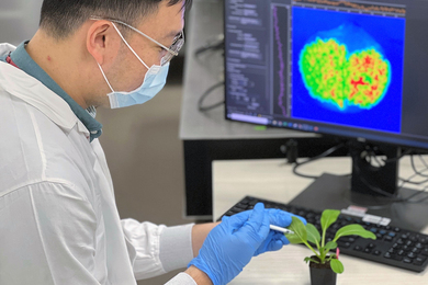 A researcher injecting a leaf of a small plant on his desk. A monitor in the background shows fluorescence.